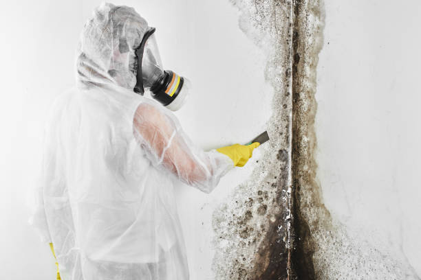 Home Mold Removal in Monte Sereno, CA