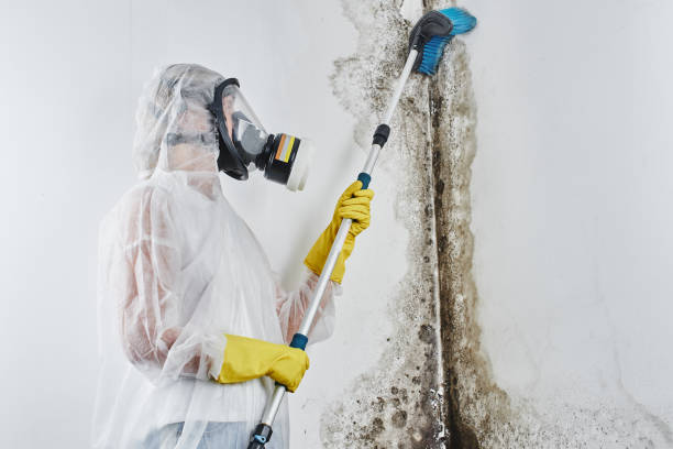 Best Office Mold Removal Services  in Monte Sereno, CA