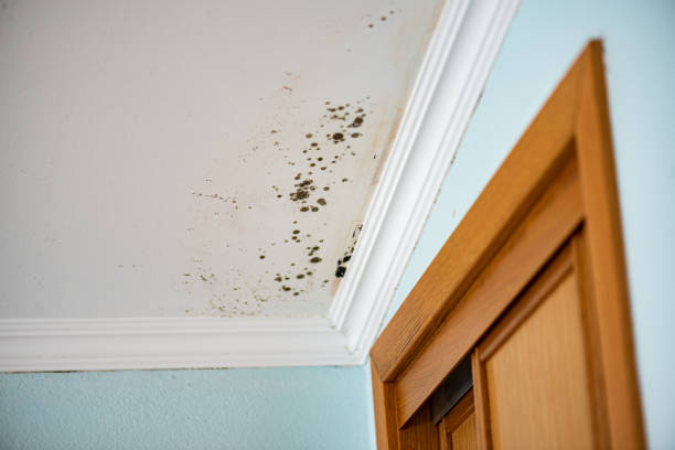 Best Mold Testing  in Monte Sereno, CA