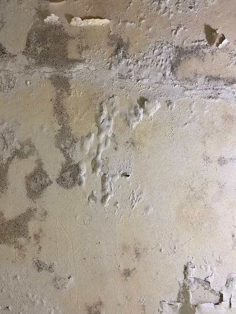 Mold Removal and Inspection in Monte Sereno, CA