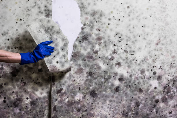 Best Toxic Mold Removal  in Monte Sereno, CA