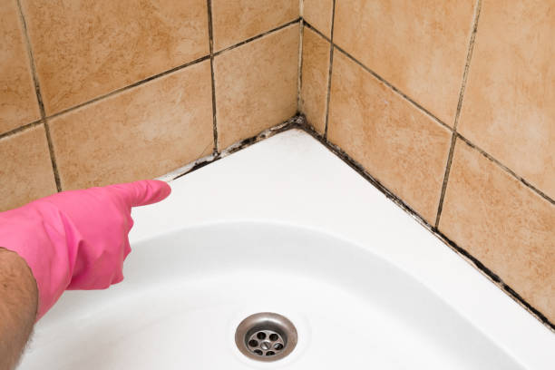 Professional Mold Removal in Monte Sereno, CA